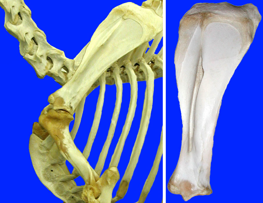 cadaver imag