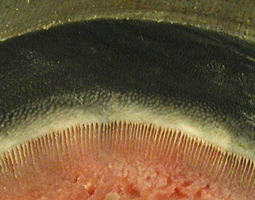 cadaver image