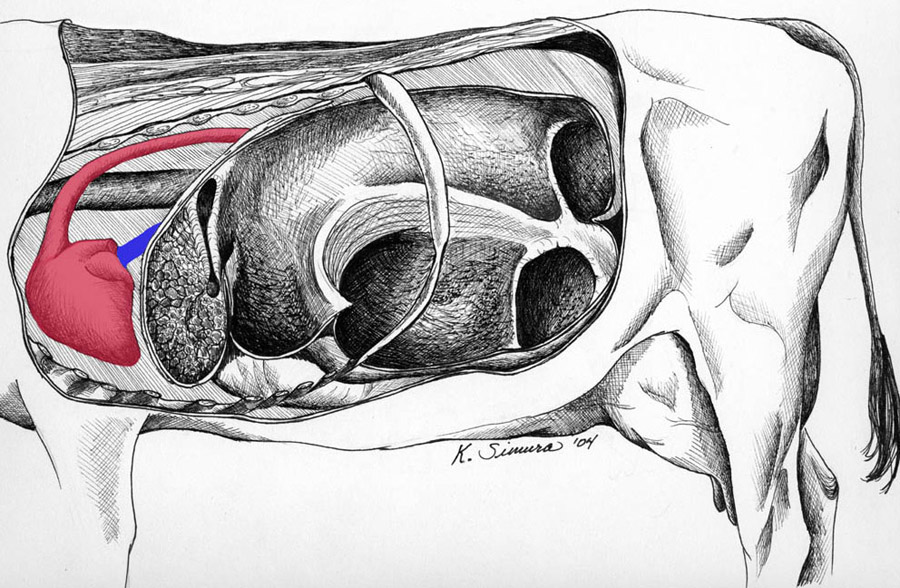 Sac a 2025 main dorsal