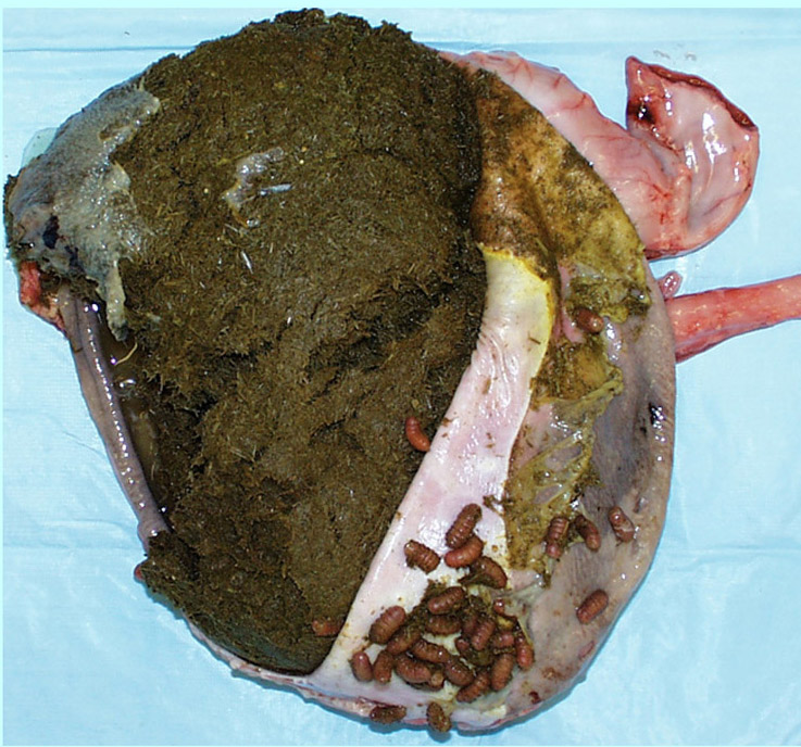 cadaver image