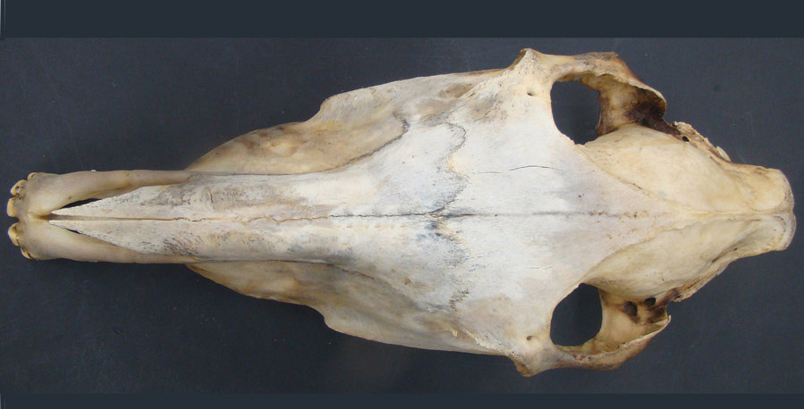 cadaver image