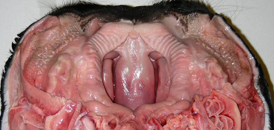 cadaver imag