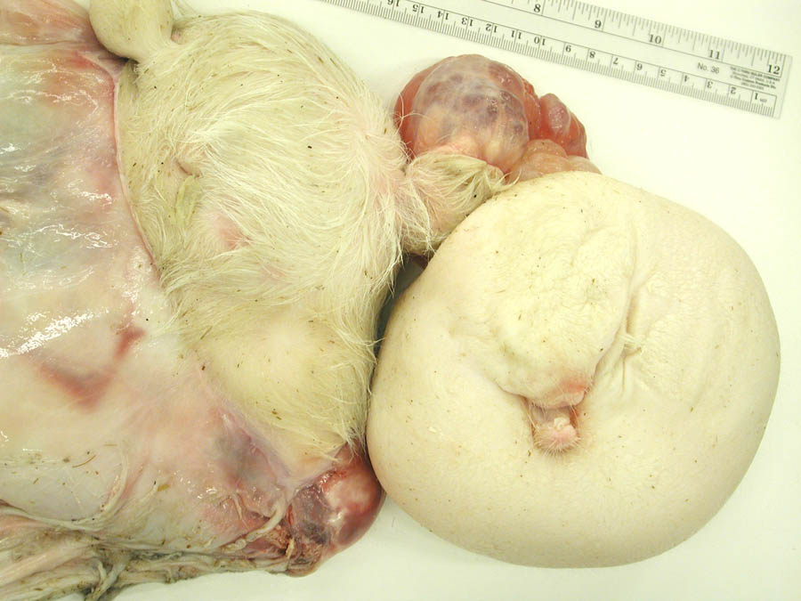 cadaver imag