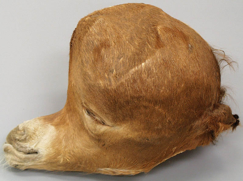 cadaver imag